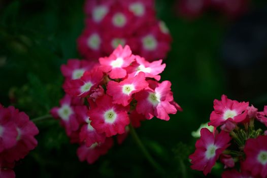 A garden flower with many small pink blossoms in the sunshine with a blurred natural green background.