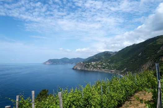 View over a series of vines to one of the famous villages in the Cinque Terre region in Italy.
