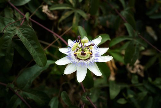 A single blue passion flower surrounded by dense green leaves.