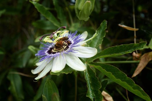 A single blue passion flower surrounded by dense green leaves is visited by a bee.