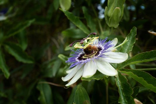 A single blue passion flower surrounded by dense green leaves is visited by a bee.