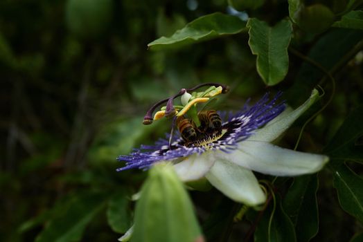 Side view of an single blue passion flower surrounded by dense green leaves which is visited by a bee.