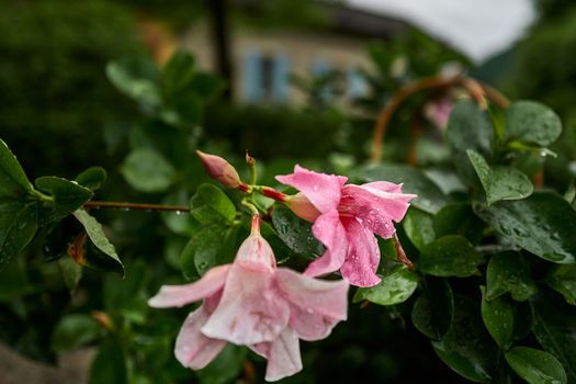 A blooming rhododendron after a heavy rain with many drops of water on the pink flowers and a big house in the background.