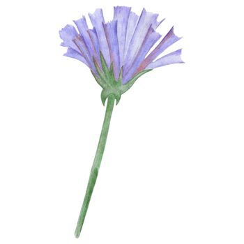 Blue Flowers Isolated on White Background. Blue Flower Element Drawn by Colored Pencil.