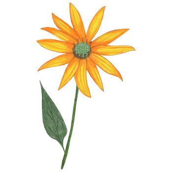 Yellow Topinambur with Green Leaves Isolated on White Background. Jerusalem Artichoke Flower Element Drawn by Colored Pencil.