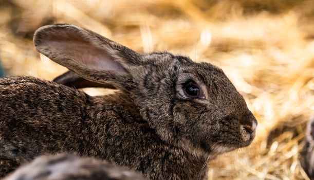 Cute manchu hare rabbit sitting on the natureon golden yellow dry hay and looking back
