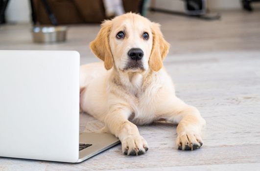 Cute golden retriever dog near laptop indoors