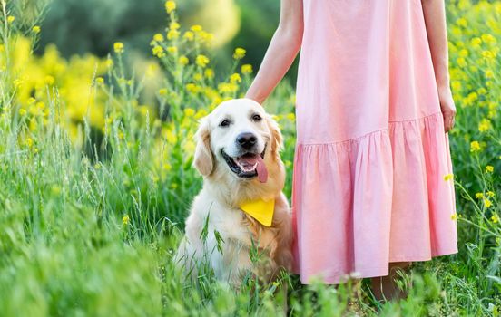 Cute golden retriever dog with woman on blooming field