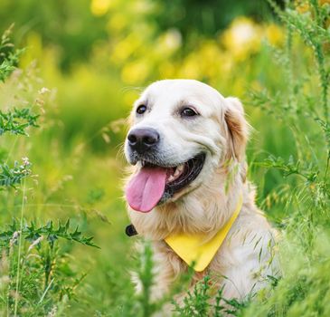 Lovely young golden retriever dog on blurred green nature background