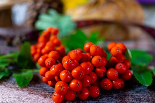 A bunch of red rowanberries on a blurred background.