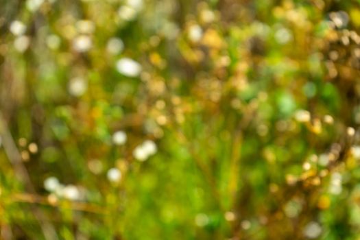 Colorful blurred bokeh on summer sunny meadow.