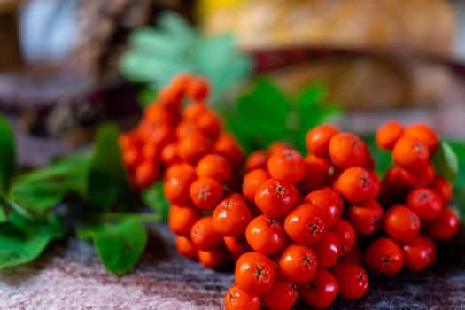 A bunch of red rowanberries on a blurred background.