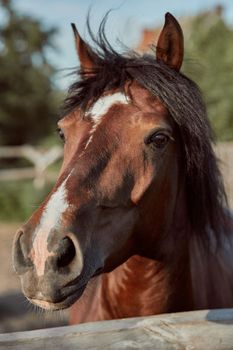 Beautiful brown horse, close-up of muzzle, cute look, mane, background of running field, corral, trees. Horses are wonderful animals