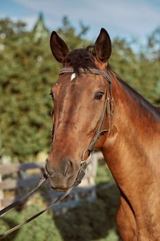 Beautiful brown horse, close-up of muzzle, cute look, mane, background of running field, corral, trees. Horses are wonderful animals