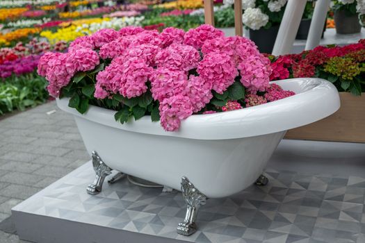Vintage bath filled with pink hydrangea