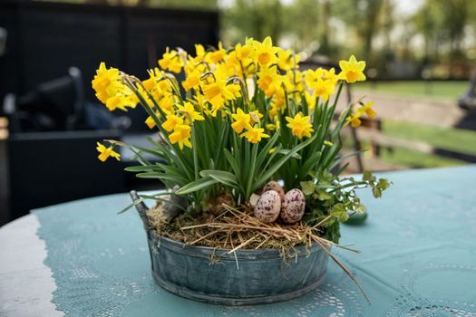 Daffodils with bulbs in a large pot with eggs for Easter