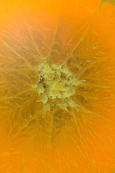 Close-up view of the orange fruit slice in water background. Texture of cooling fruit drink with macro bubbles on the glass wall. Flat design. Vertical image.