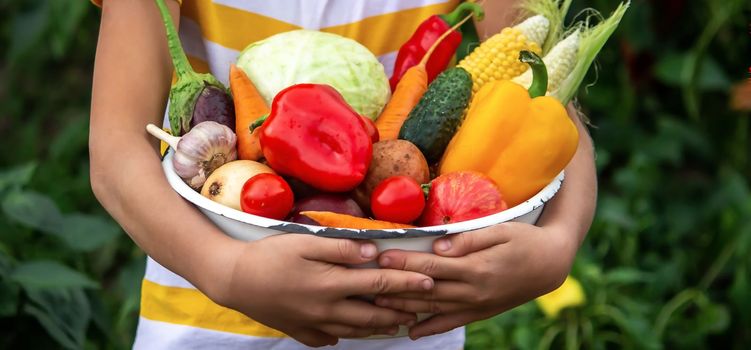 Child and father are holding fresh vegetables in their hands. Selective focus. Kid.