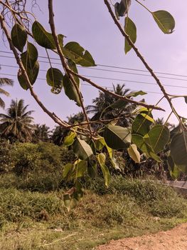 view of the leaves in the tree with background coconut trees. High quality photo