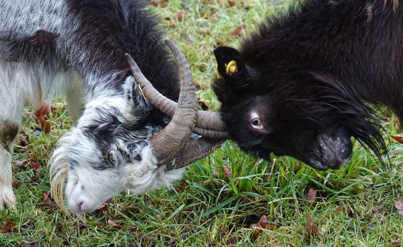 Two Dutch Landrace goats in conflict. They butt their horns together.This breed has horns and a goatee