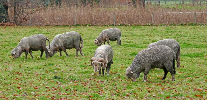 Muddy Merino sheep graze in a meadow near Croy Castle, North Brabant, Netherlands