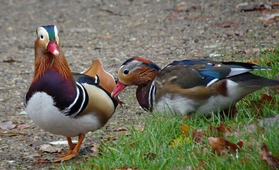 Two Male Mandarin ducks are walking on the path. Seen in Potsdam, Germany