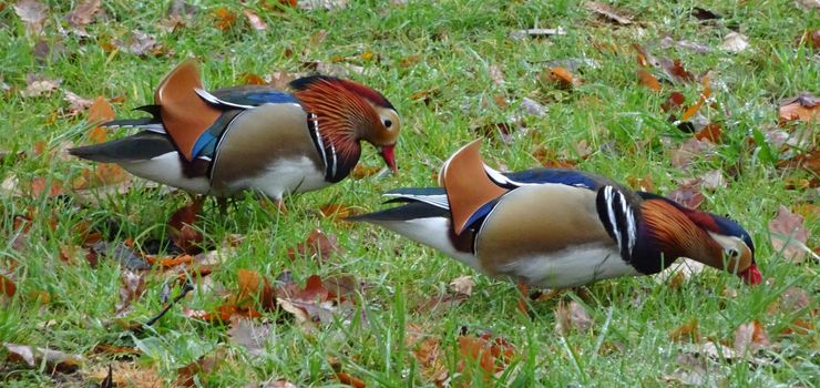 Two Male Mandarin ducks are searching for food in the grass.  It's autumn