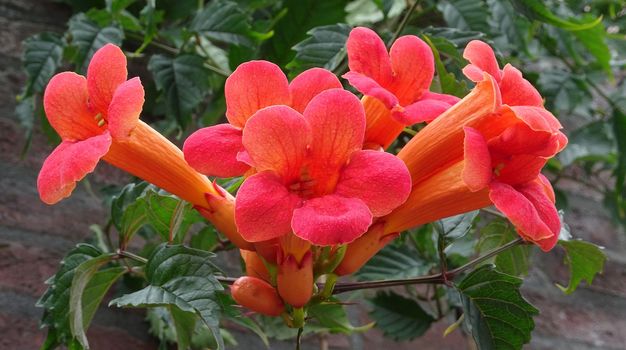 Red trumpet creeper is growing over a garden wall. Seen in Amersfoort, the Netherlands