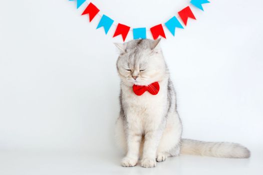 A frustrated white cat in a red bow tie sits with closed eyes on a white background under different garlands of flags. copy space