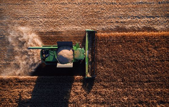 Harvester works in the field. Combine Harvesting Wheat, top view of a wheatfield. Field field of cereals during harvesting.