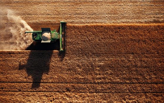 Harvester works in the field. Combine Harvesting Wheat, top view of a wheatfield. Field field of cereals during harvesting.