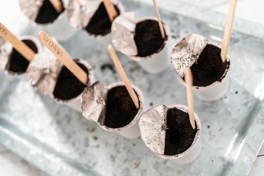 Planting seeds into coffee pods to start an indoor vegetable garden.