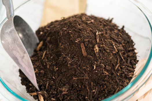 Planting seeds into peat moss pots to start an indoor vegetable garden.