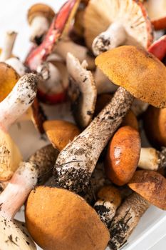 Variety wild edible mushrooms from the Colorado mountains.
