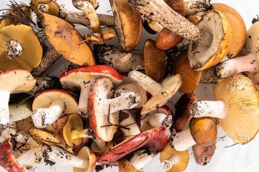 Variety wild edible mushrooms from the Colorado mountains.