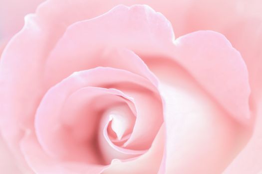 Pale pink rose flower. Macro flowers backdrop for holiday design. Soft focus, abstract floral background
