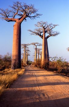 Giant Baobab in Avenue du Baobab, Morondava, Madagascar, Africa