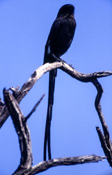 Longtailed Shrike (Corvinella melanoleuca), Central Kalahari Game Reserve, Ghanzi, Botswana, Africa