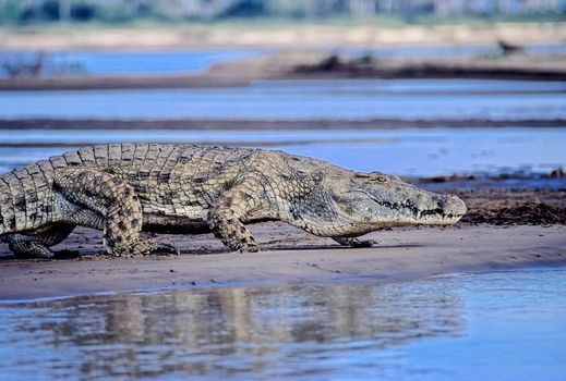 Nile Crocodile (Crocodylus niloticus), Selous Game Reserve, Morogoro, Tanzania, Africa