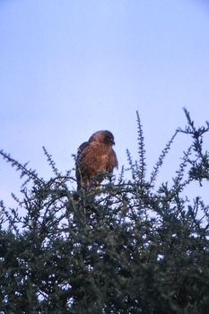 Brown Snake Eagle (Circaetus cinereus), Central Kalahari Game Reserve, Ghanzi, Botswana, Africa