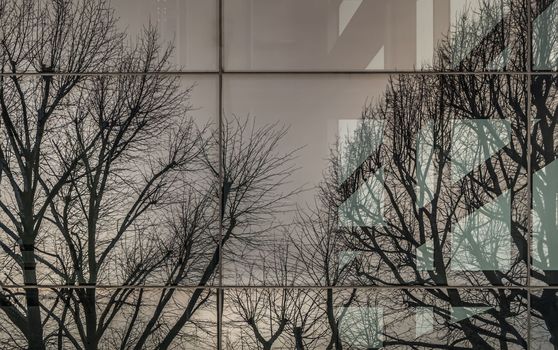 Reflection of Bare tree branches in the windows of a modern building. Glazed wall of a building with reflection of Bare tree branches in mirrored windows, Selective focus.