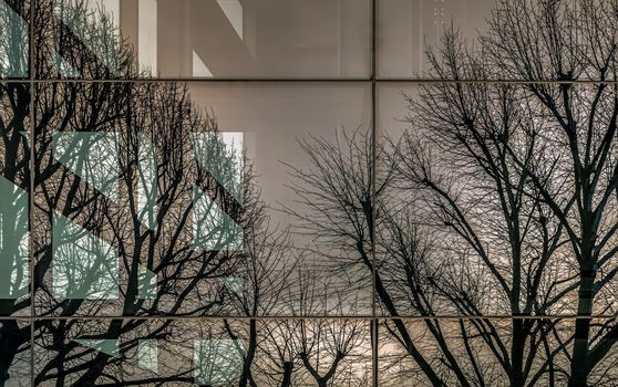 Glazed wall of a building with reflection of Bare tree branches in mirrored windows. Reflection of Bare tree branches in the windows of a modern building, Selective focus.