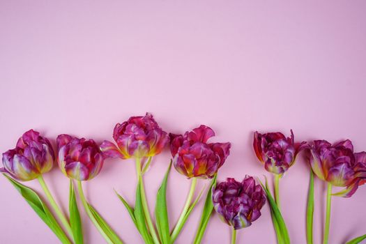 Tulips are laid out on a gently lilac background, a place for text. High quality photo