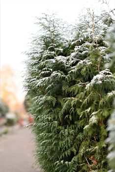 thuja hedge with hoarfrost as a close-up