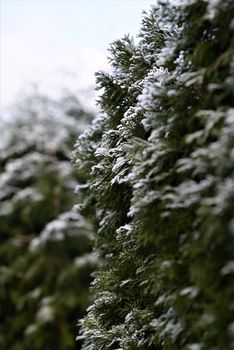 Thuja hedge with hoarfrost as a close-up