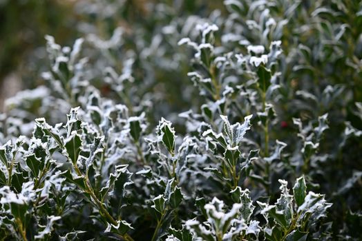 Ilex hedge with hoarfrost as a close-up