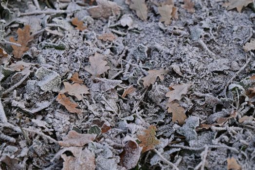 Frozen brown leaves on the forest floor,as a closeup