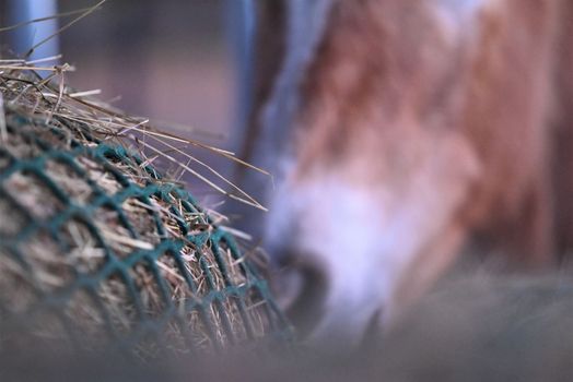 Hay under a green hay net besides the mouth of a horse as a close up