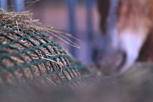 Hay under a green hay net besides the mouth of a horse as a close up