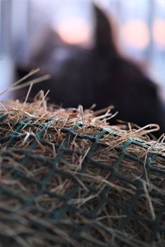 Hay under a green hay net besides the head of a horse as a close up